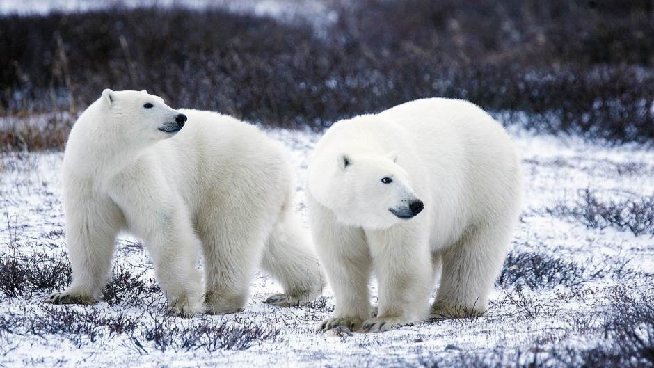 polar bears 1665367 1920