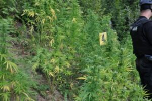 policija zenica marihuana