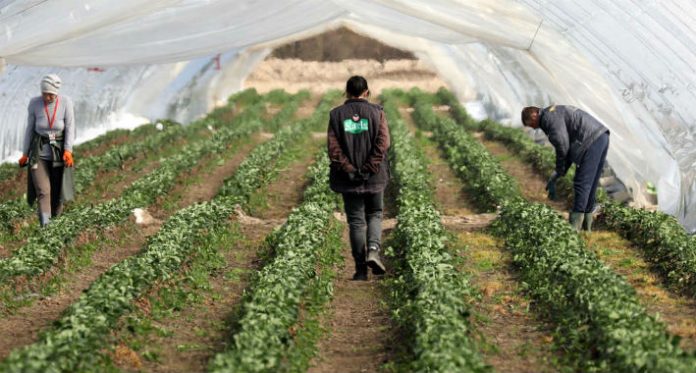 poljoprivreda 696x373 1