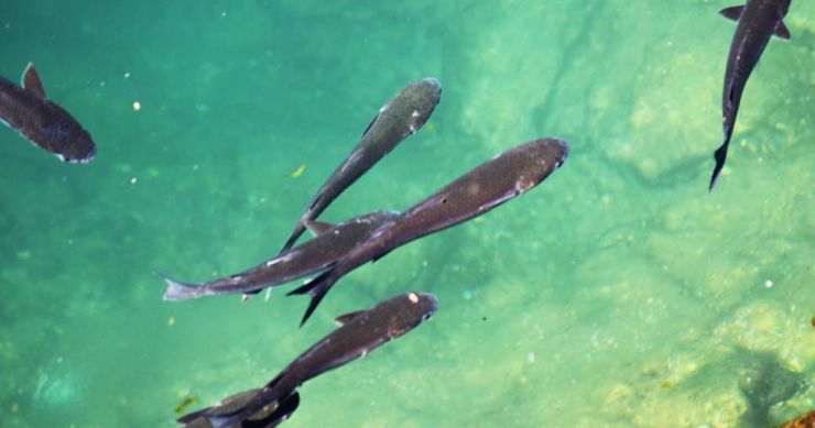 ribe ilustracija 740x389 1