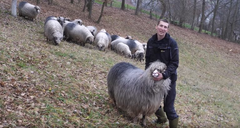 Rusmir iz Kiseljaka bavi se uzgojem ovaca iz hobija: ‘Nisam dao ovna ni za 5000 KM’