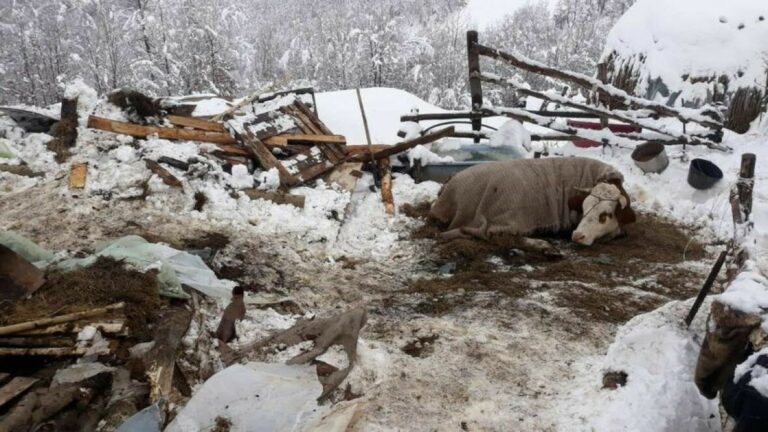 Strašan prizor u Brodarevu: Snijeg srušio krov štale i usmrtio tri Mithadove krave