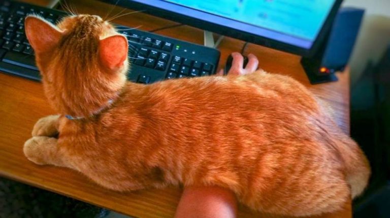 Radit ćete od kuće? Uz ovih 9 savjeta to najbolje iskoristite…