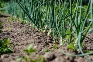 sjetva oktobar luk 696x463 1