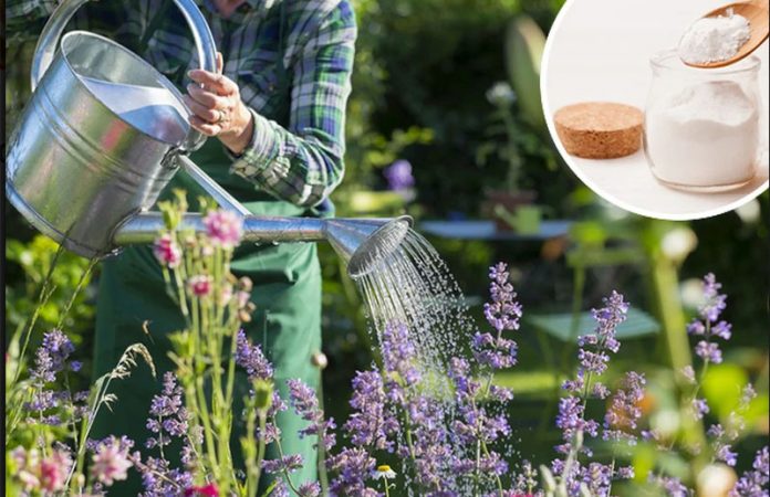 Koristite sodu bikarbonu za ljepše biljke u vašem vrtu