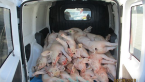 srbijanac prevozio svinje bezhladjenja genzpolizeio passau 696x391 1