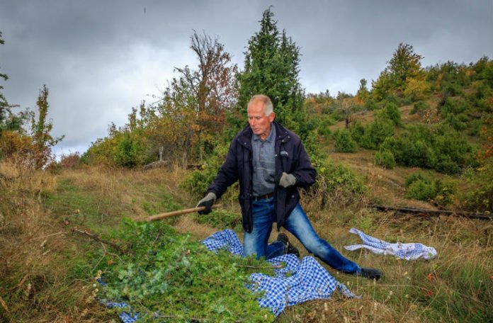 Objasnio kako “u šumi za sedam dana zaradi prosječnu platu u BiH” (VIDEO)
