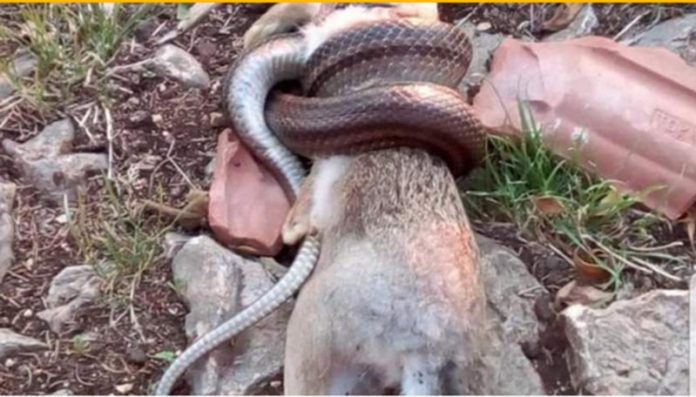 Nevjerovatno: ‘Stolačka anakonda’ progutala zeca, lovci u čudu