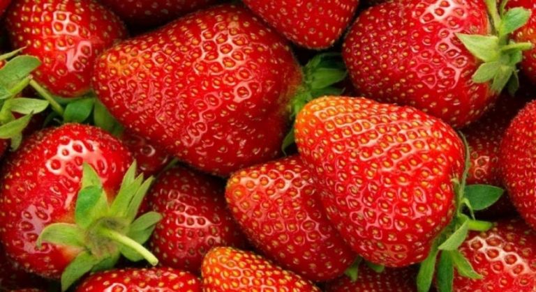 Ljekovita moć jagoda