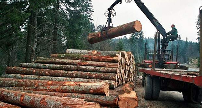 sumarstvo sumski sortimenti1