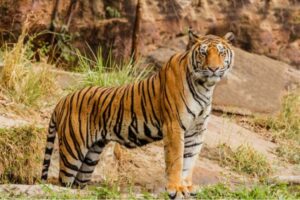 tigar22 696x464 1