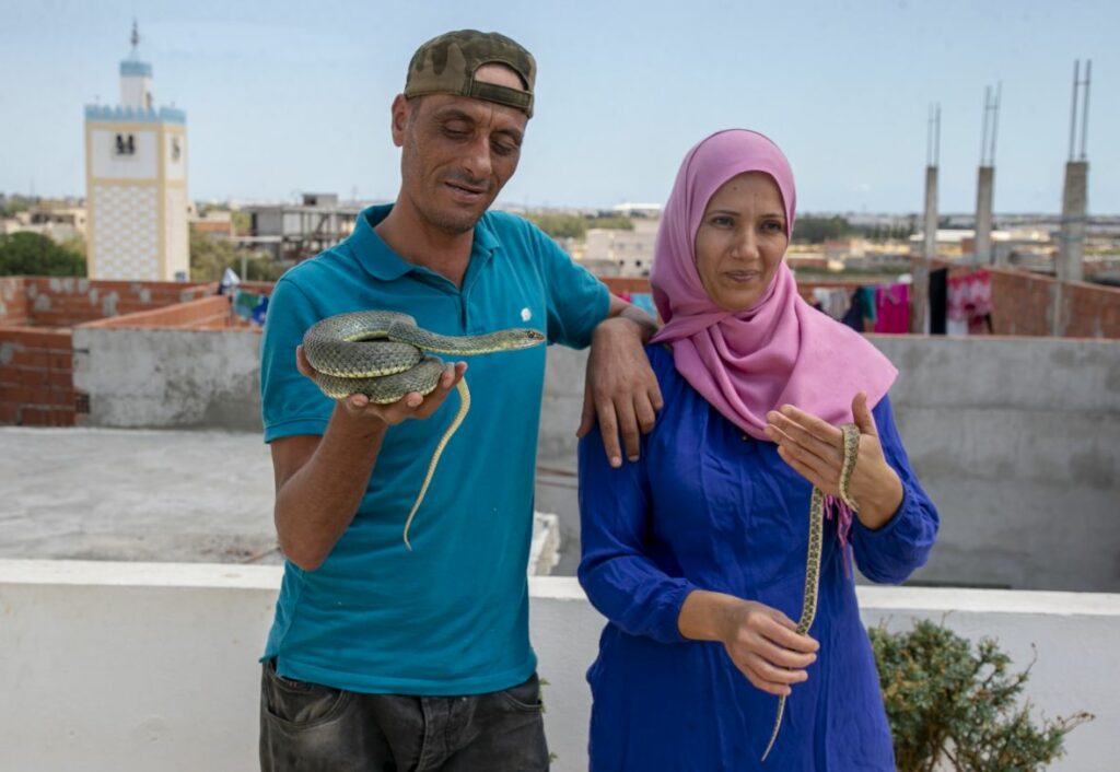 tunis zmije lov posao august2020 aa23