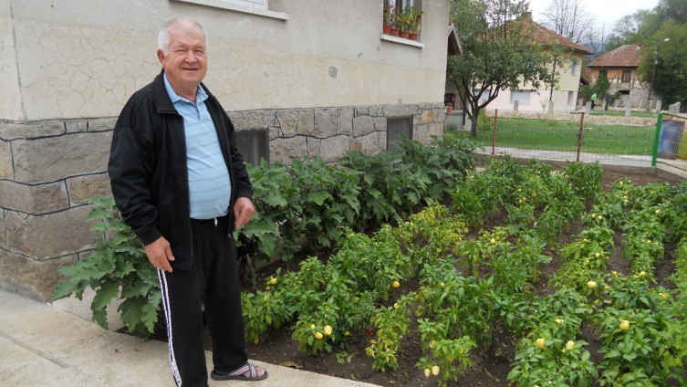 Dobar urod u minijaturnom povrtnjaku u Maglaju : Kahrimanovići uzgajaju patlidžane “dvokilaše”