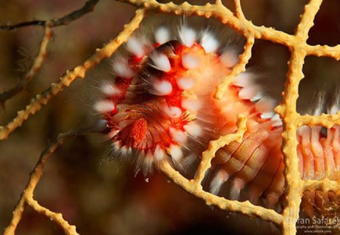 vatreni crv 696x481 1