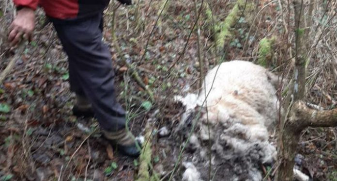 visegrad ovce 696x373 1